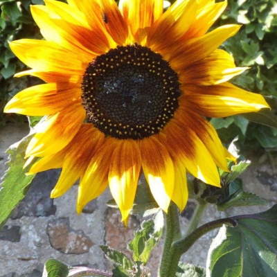 Sunflower8