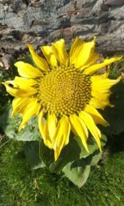 Sunflower10